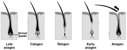 Normal hairloss