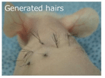generated hairs